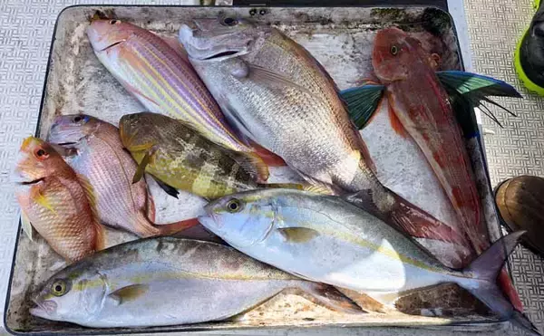 「レンタルボートでのタイラバ釣行で多彩魚種顔見せ【三重】シロアマダイは不発」の画像