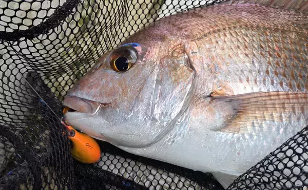 「レンタルボートでのタイラバ釣行で多彩魚種顔見せ【三重】シロアマダイは不発」の画像