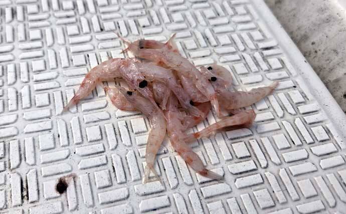 レンタルボートでのタイラバ釣行で多彩魚種顔見せ【三重】シロアマダイは不発