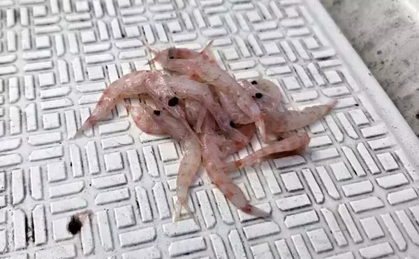 「レンタルボートでのタイラバ釣行で多彩魚種顔見せ【三重】シロアマダイは不発」の画像