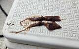 「レンタルボートでのタイラバ釣行で多彩魚種顔見せ【三重】シロアマダイは不発」の画像5