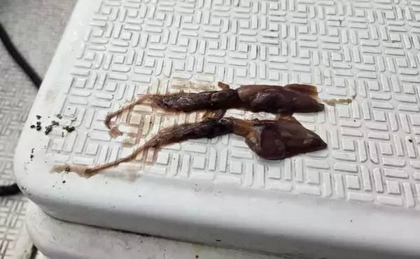 「レンタルボートでのタイラバ釣行で多彩魚種顔見せ【三重】シロアマダイは不発」の画像