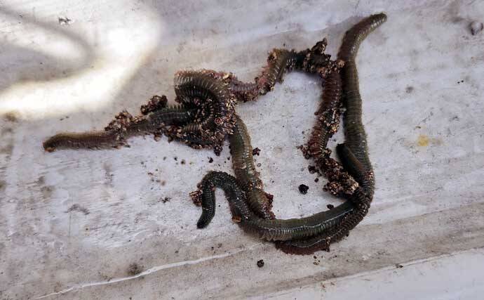 レンタルボートでのタイラバ釣行で多彩魚種顔見せ【三重】シロアマダイは不発