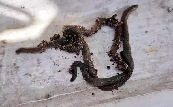 「レンタルボートでのタイラバ釣行で多彩魚種顔見せ【三重】シロアマダイは不発」の画像