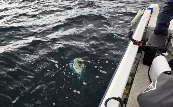 「レンタルボートでのタイラバ釣行で多彩魚種顔見せ【三重】シロアマダイは不発」の画像