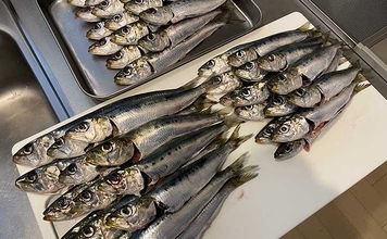 「脂ノリノリのイワシ接岸中」サビキ釣りでマイワシが爆釣！【小名浜・福島】