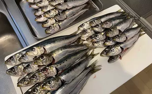 「脂ノリノリのイワシ接岸中」サビキ釣りでマイワシが爆釣！【小名浜・福島】