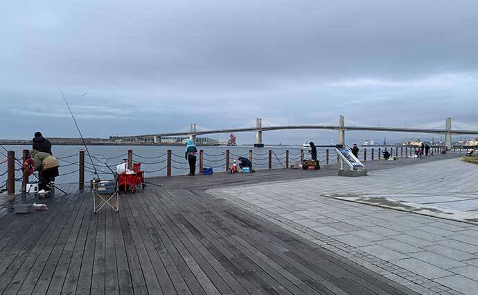 「脂ノリノリのイワシ接岸中」サビキ釣りでマイワシが爆釣！【小名浜・福島】