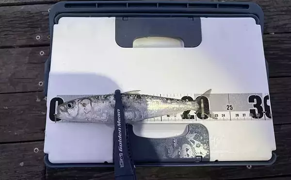 「「脂ノリノリのイワシ接岸中」サビキ釣りでマイワシが爆釣！【小名浜・福島】」の画像