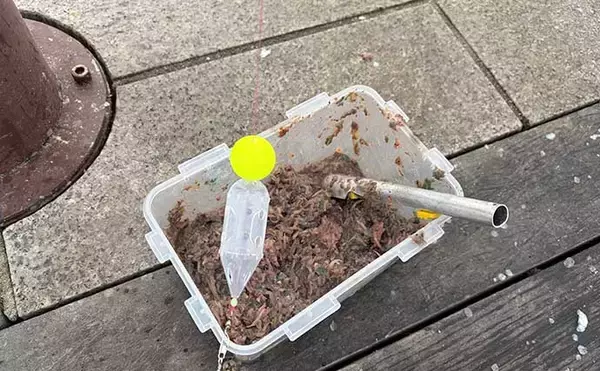 「「脂ノリノリのイワシ接岸中」サビキ釣りでマイワシが爆釣！【小名浜・福島】」の画像