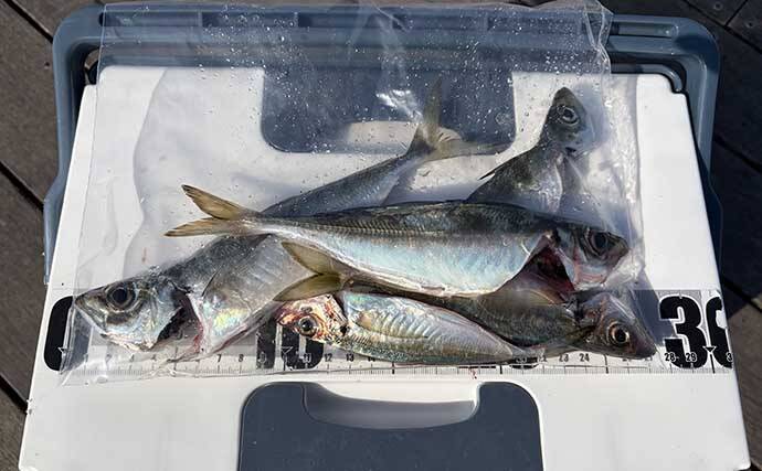「脂ノリノリのイワシ接岸中」サビキ釣りでマイワシが爆釣！【小名浜・福島】