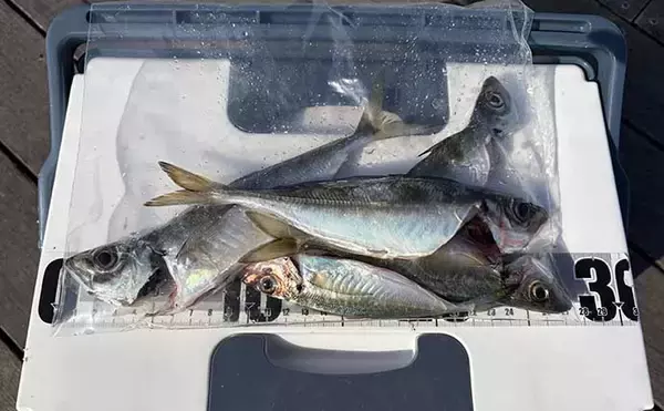「「脂ノリノリのイワシ接岸中」サビキ釣りでマイワシが爆釣！【小名浜・福島】」の画像