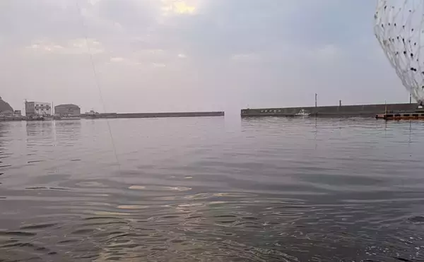 「大山沖でイサキ釣りが開幕！30cm超えの良型中心に7匹手中【忠栄丸】」の画像