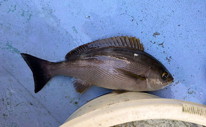 大山沖でイサキ釣りが開幕！30cm超えの良型中心に7匹手中【忠栄丸】