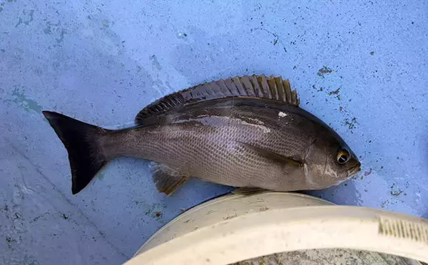 「大山沖でイサキ釣りが開幕！30cm超えの良型中心に7匹手中【忠栄丸】」の画像