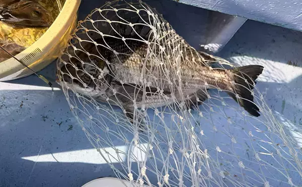 「大山沖でイサキ釣りが開幕！30cm超えの良型中心に7匹手中【忠栄丸】」の画像