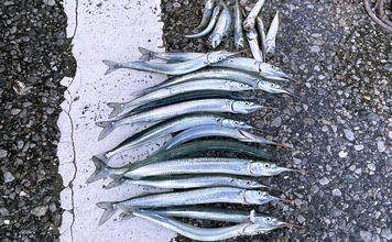 堤防ウキ釣りでサヨリ14尾を手中【興津港・千葉】まきエサが逆効果になる場面も