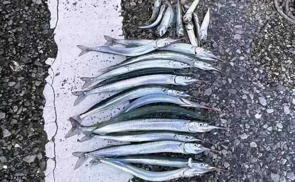 堤防ウキ釣りでサヨリ14尾を手中【興津港・千葉】まきエサが逆効果になる場面も