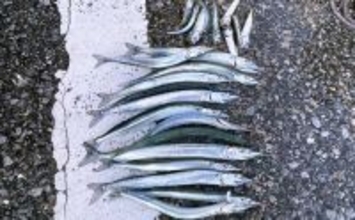 堤防ウキ釣りでサヨリ14尾を手中【興津港・千葉】まきエサが逆効果になる場面も