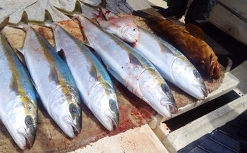 「10kg頭にヒラマサ連打！」早福沖のイカ流し釣りで青物好調【船釣り最新情報5選・長崎／佐賀】