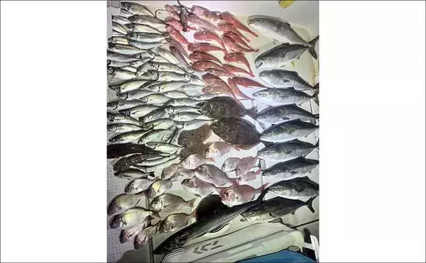 「オフショアジギングでタチウオが好反応！【船のルアー釣り最新情報5選・愛知】」の画像