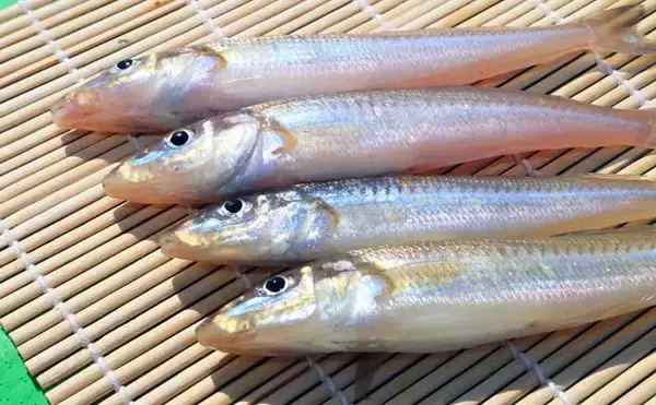 【2022年】冬の船キス釣り入門解説　タックル・釣り方・釣況を紹介