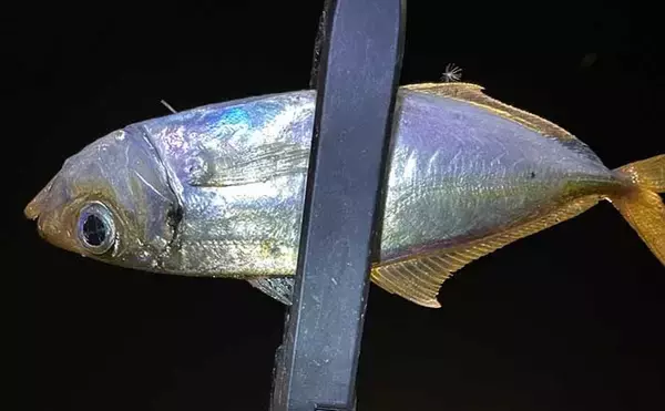 真冬の低活性アジの居場所の見つけ方3選　アジングで釣る方法も紹介