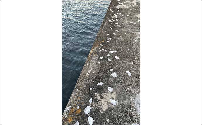 真冬の低活性アジの居場所の見つけ方3選　アジングで釣る方法も紹介