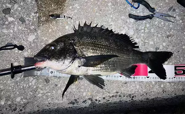 中海での陸っぱりルアー釣りで49cmチヌ登場　メタルバイブにヒット