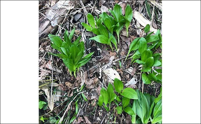 北海道渓流ルアーマンが嗜む「釣りメシ」はドライフルーツ　熊避けの意味もアリ？