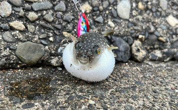 ダイソールアーだけで5魚種キャッチ達成！【静岡】メタルジグマイクロフラットは釣れる！