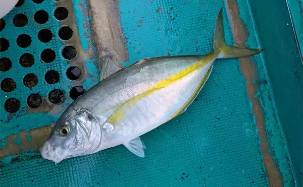 「「船上が戦場さながらに？」初めてのシマアジ釣りで本命キャッチに成功【和歌山・黒龍丸】」の画像