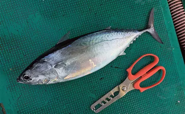 「「船上が戦場さながらに？」初めてのシマアジ釣りで本命キャッチに成功【和歌山・黒龍丸】」の画像