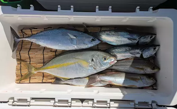 「「船上が戦場さながらに？」初めてのシマアジ釣りで本命キャッチに成功【和歌山・黒龍丸】」の画像