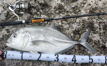 陸っぱりルアーフィッシングで人生初のGT（ロウニンアジ）をキャッチ！【沖縄】ナブラを狙い撃ち