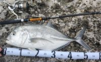 陸っぱりルアーフィッシングで人生初のGT（ロウニンアジ）をキャッチ！【沖縄】ナブラを狙い撃ち