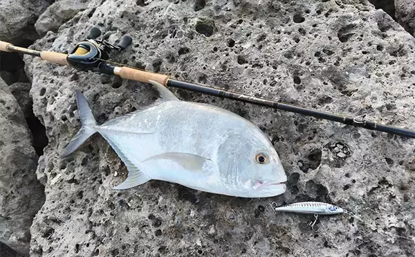 「陸っぱりルアーフィッシングで人生初のGT（ロウニンアジ）をキャッチ！【沖縄】ナブラを狙い撃ち」の画像