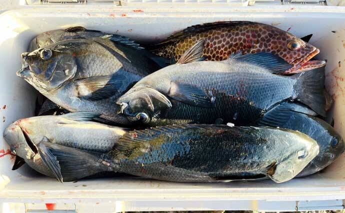 「気温は低いけど心はホカホカ！」 磯フカセ釣りで40cm超え頭に良型クロ連発