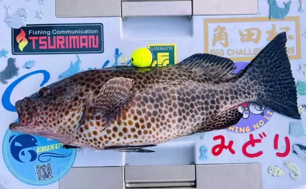 「「気温は低いけど心はホカホカ！」 磯フカセ釣りで40cm超え頭に良型クロ連発」の画像