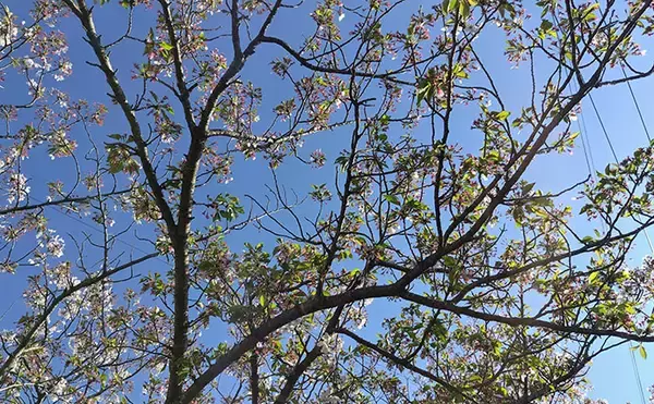「ベイトの見極め的中で60cmシーバスがヒット！【千葉】クルクルバチが正解か」の画像