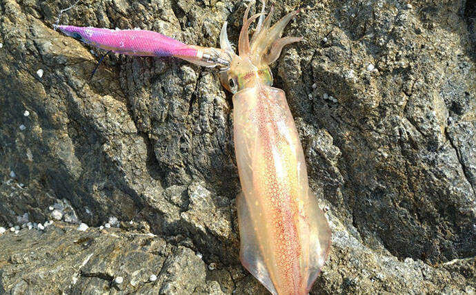 「春が来た！」不調続きのエギングでキロ超えアオリイカと大型モンゴウイカを連続キャッチ