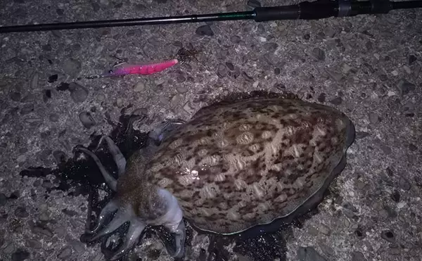 「「春が来た！」不調続きのエギングでキロ超えアオリイカと大型モンゴウイカを連続キャッチ」の画像