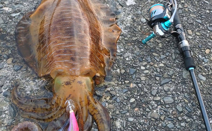 「春が来た！」不調続きのエギングでキロ超えアオリイカと大型モンゴウイカを連続キャッチ