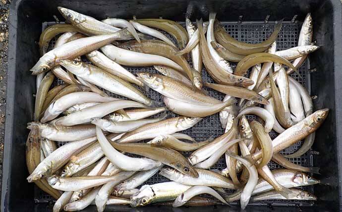 ジャンボサイズのキスが順調にヒット中！【船のエサ釣り釣果速報8選・愛知】