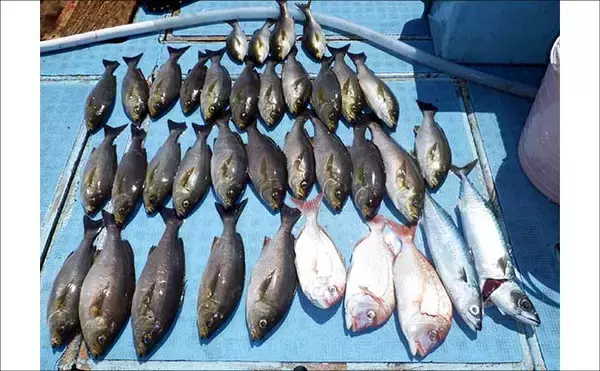 「ジャンボサイズのキスが順調にヒット中！【船のエサ釣り釣果速報8選・愛知】」の画像
