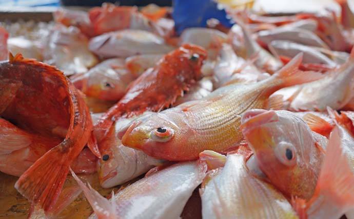 釣人憧れの対馬がもっと近くなる！ 上対馬漁協が始めた「海業」とアングラー受け入れ最前線を取材