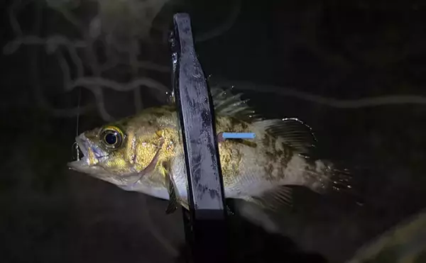 「「満月の夜は釣れない」は本当か？　狙う場所・レンジ・魚種次第で釣れる！」の画像