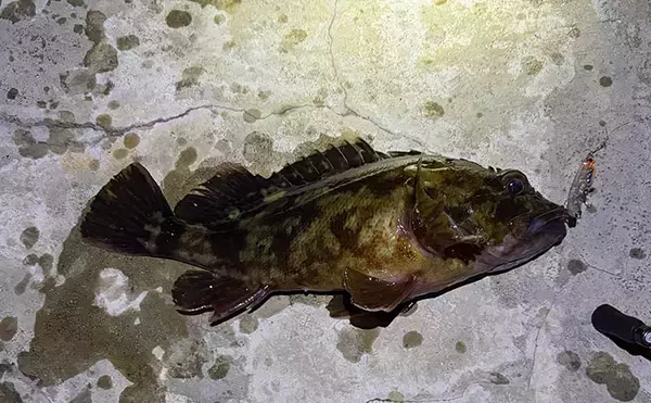 「「満月の夜は釣れない」は本当か？　狙う場所・レンジ・魚種次第で釣れる！」の画像