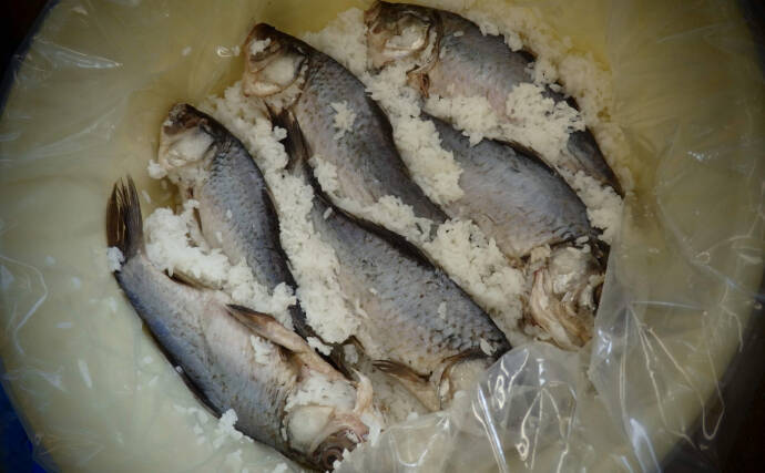 超個性的伝統寿司「ふなずし」の作り方を学んできた　魚を徹底的に磨くところからスタート
