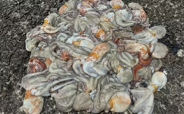 大阪湾奥でタコ釣りが好調継続中！ 沖堤防で400g級のマダコが28匹と爆釣